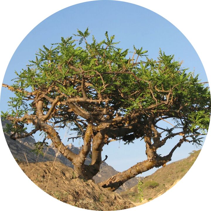 boswellia puu